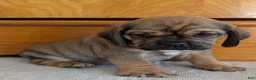Puggle dogs for sale: Chase  - Ad 3