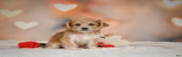 Yorkiepoo dogs for sale: Becca - Ad 3