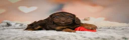 Cockapoo dogs for sale: Sadie - Ad 6