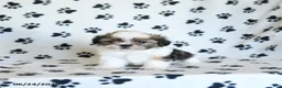 Shih Tzu dogs for sale: Klondike - Ad 4