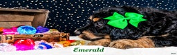 Bernedoodle dogs for sale: Emerald - Ad 4
