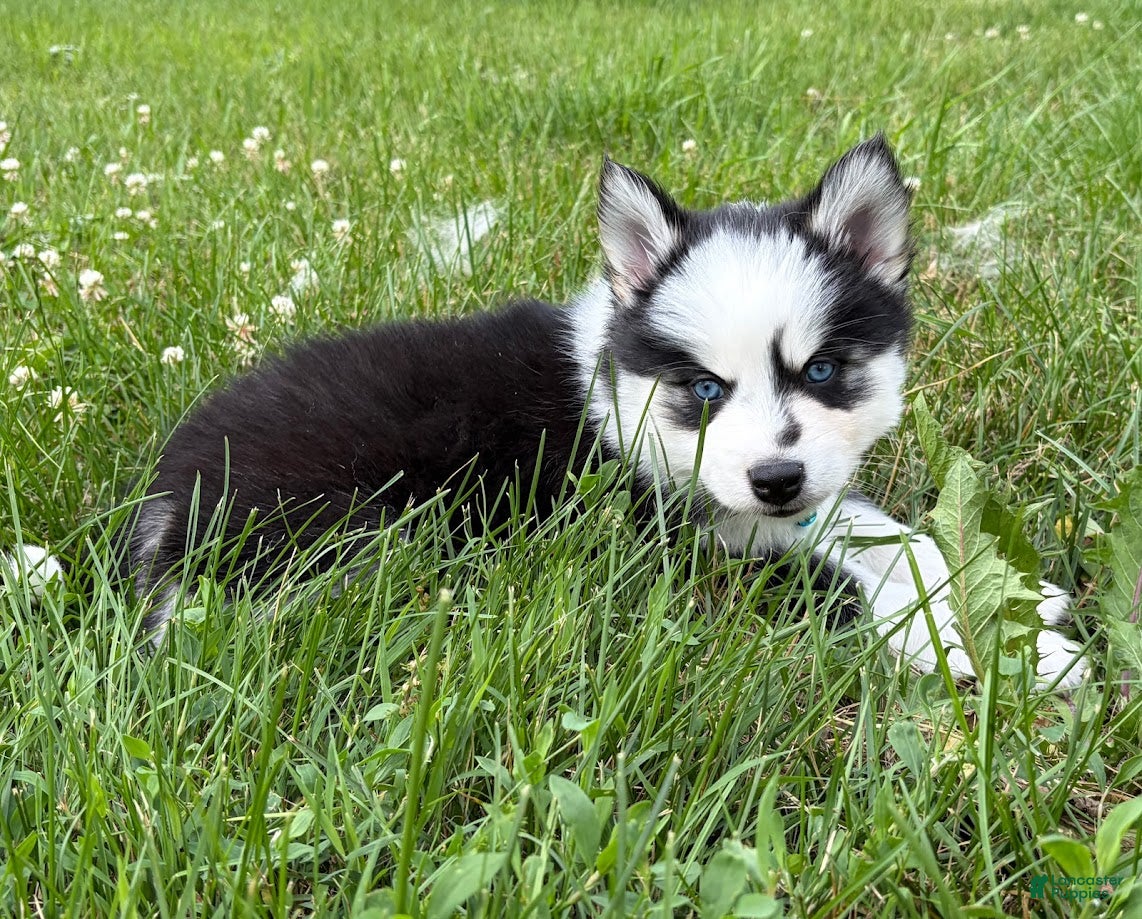 Pomsky dogs Vine - Ad 1