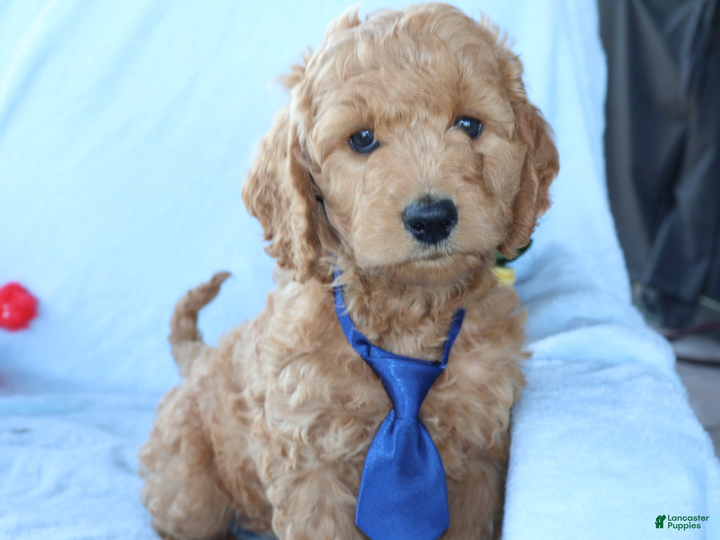 Mini Goldendoodle dogs Billy boy - Ad 1