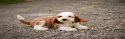 Cavapoo dogs for sale: Larry Cavapoo  - Ad 4