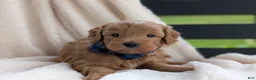 Mini Goldendoodle dogs for sale: Pumpkin - Ad 7