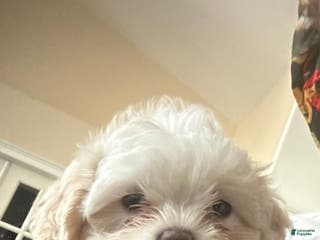 Shih Tzu dogs Shih Tzu Puppy 2 - Ad 35