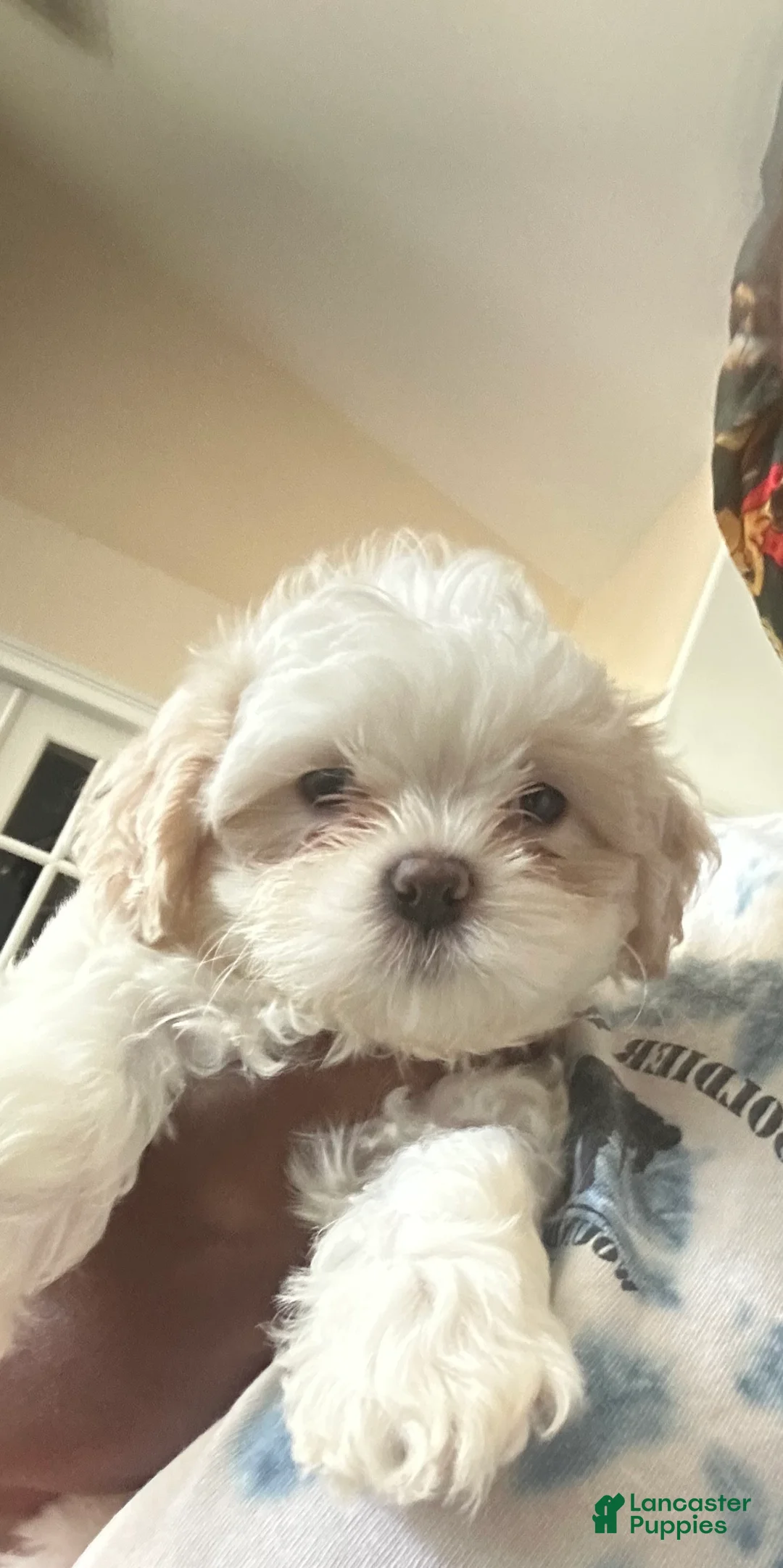 Shih Tzu dogs for sale: Shih Tzu Puppy 2 - Ad 8