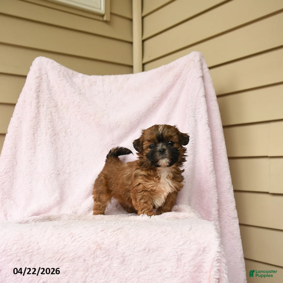 Bichpoo dogs for sale: Gypsy - Ad 2