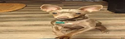 Rat Terrier dogs for sale: *ZIVA* - Ad 8