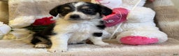 Mixed Breed dogs for sale: Eros - Ad 4