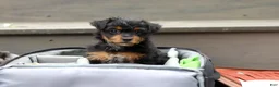 Yorkiepoo dogs for sale: Riot - Ad 2