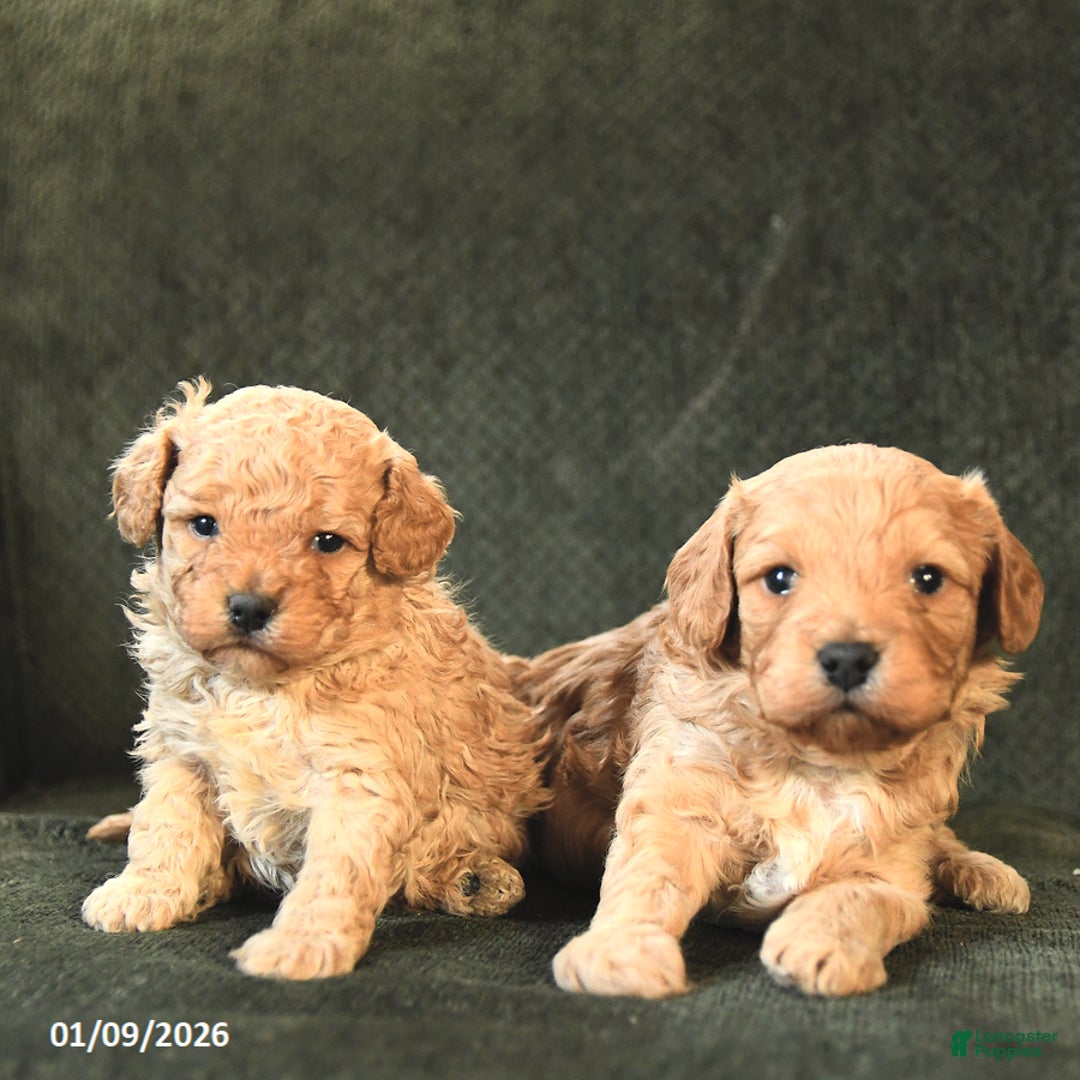 Cavapoo dogs for sale: Mickey - Ad 3
