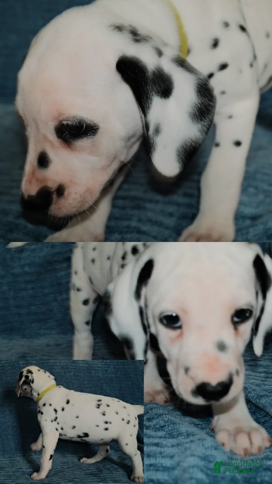 Dalmatian dogs for sale: Dandelion - Ad 2