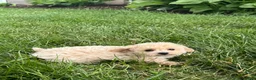 Bichpoo dogs for sale: Belle  - Ad 4