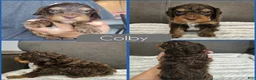 Cockapoo dogs for sale: Colby - Ad 1