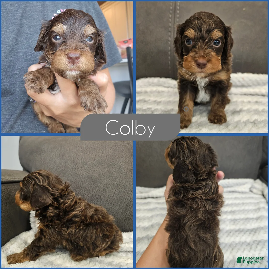 Cockapoo dogs for sale: Colby - Ad 1
