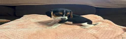 Beagle dogs for sale: Beagle 4 - Ad 4