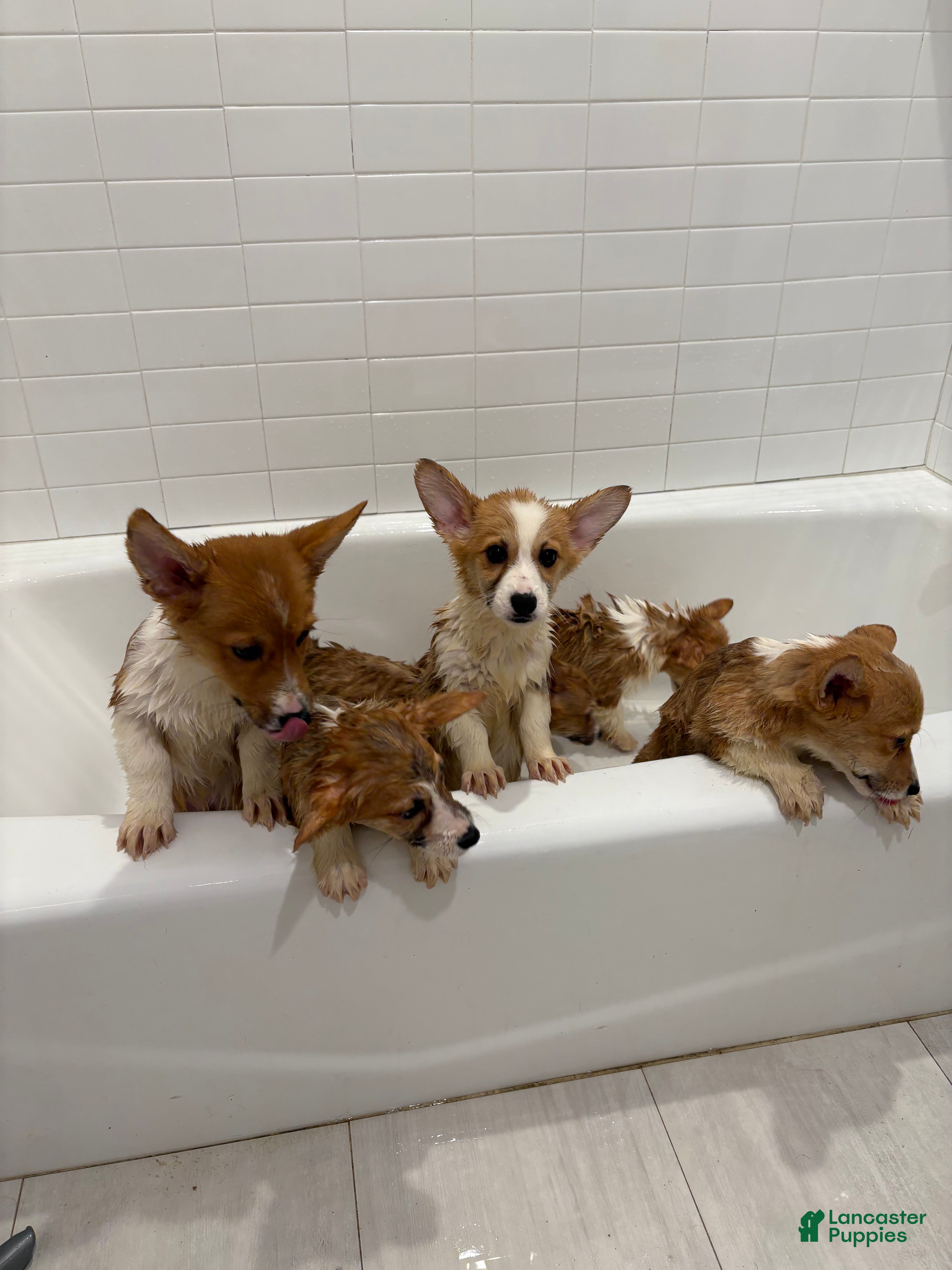 Welsh Corgi Pembroke dogs WINTER - Ad 1