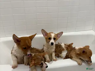 Welsh Corgi Pembroke dogs for sale: WINTER - Ad 2