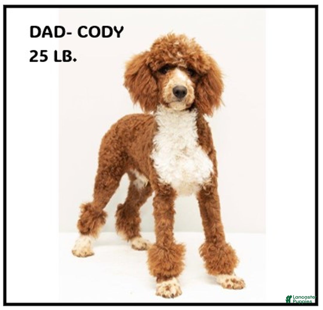 Mini Goldendoodle dogs for sale: Leo - Ad 6