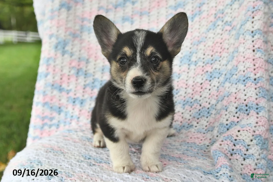 Welsh Corgi Pembroke dogs for sale: Asia - Ad 1