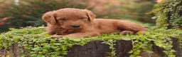 Goldendoodle dogs for sale: Latte - Ad 9
