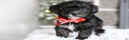 Yorkiepoo dogs for sale: Tinkerbelle - Ad 3