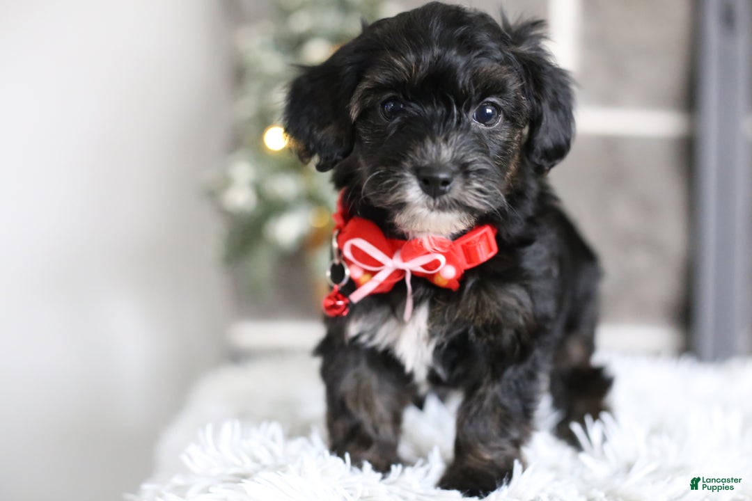 Yorkiepoo dogs for sale: Tinkerbelle - Ad 3