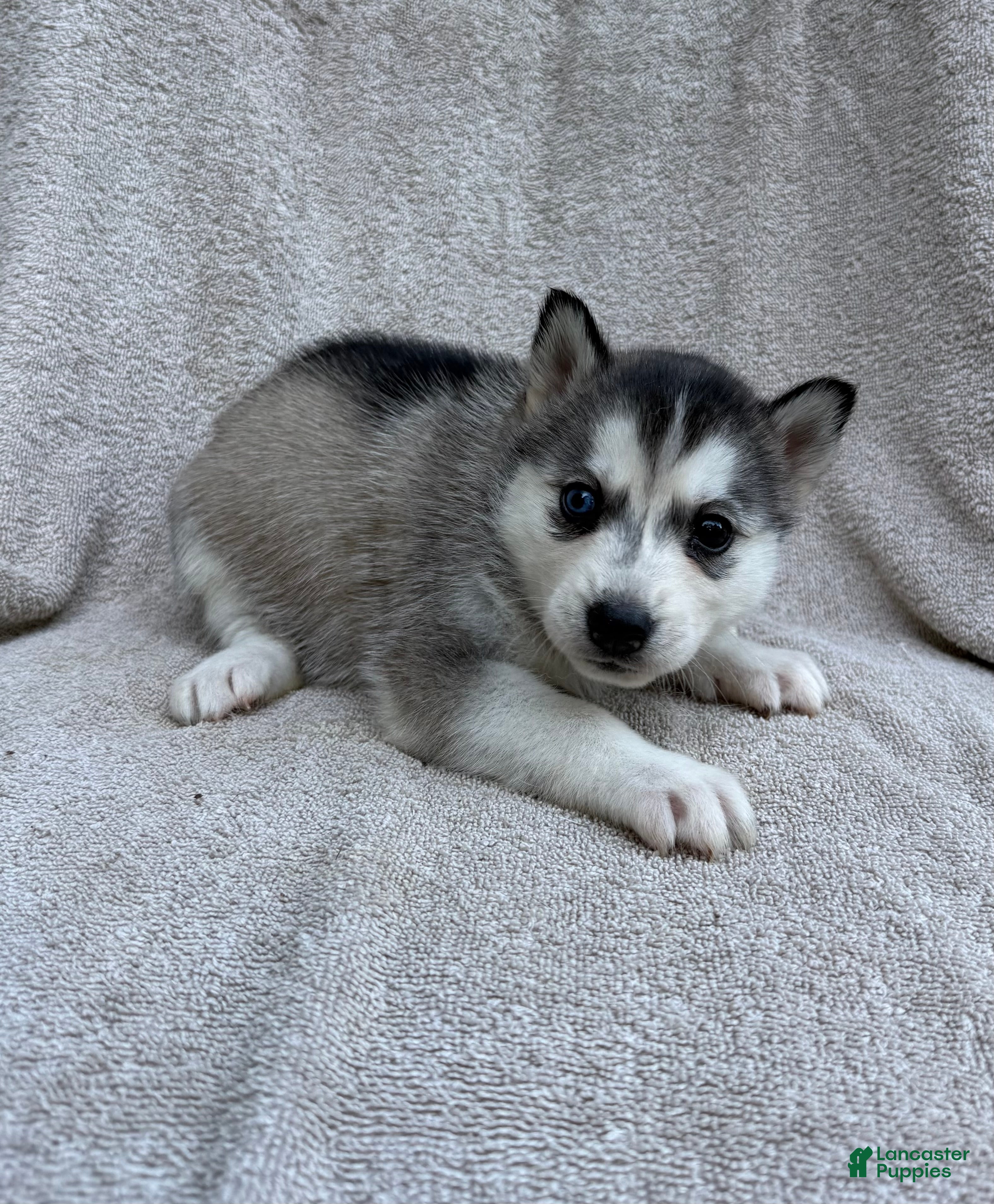 Siberian Husky dogs Luna - Ad 1