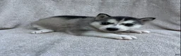 Siberian Husky dogs for sale: Luna - Ad 1