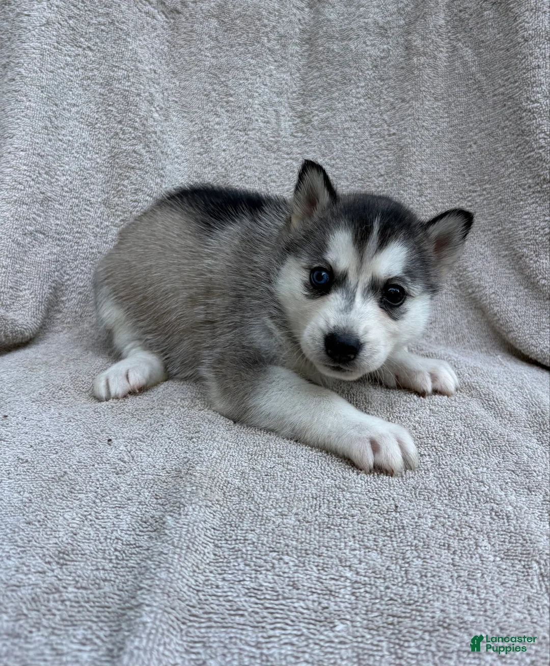 Siberian Husky dogs for sale: Luna - Ad 1