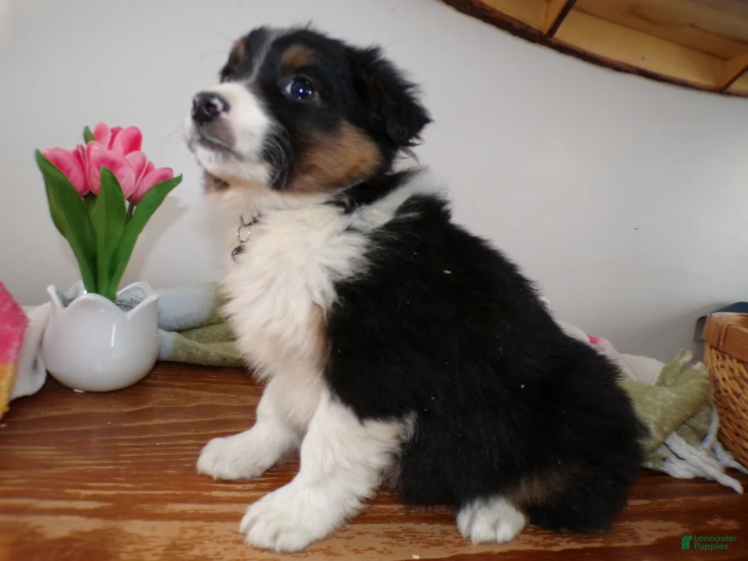Mini Aussiedoodle dogs for sale: Mini Aussiedoodle Puppy 10 Julian - Ad 3