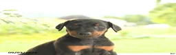 Doberman Pinscher dogs for sale: Avalon - Ad 5
