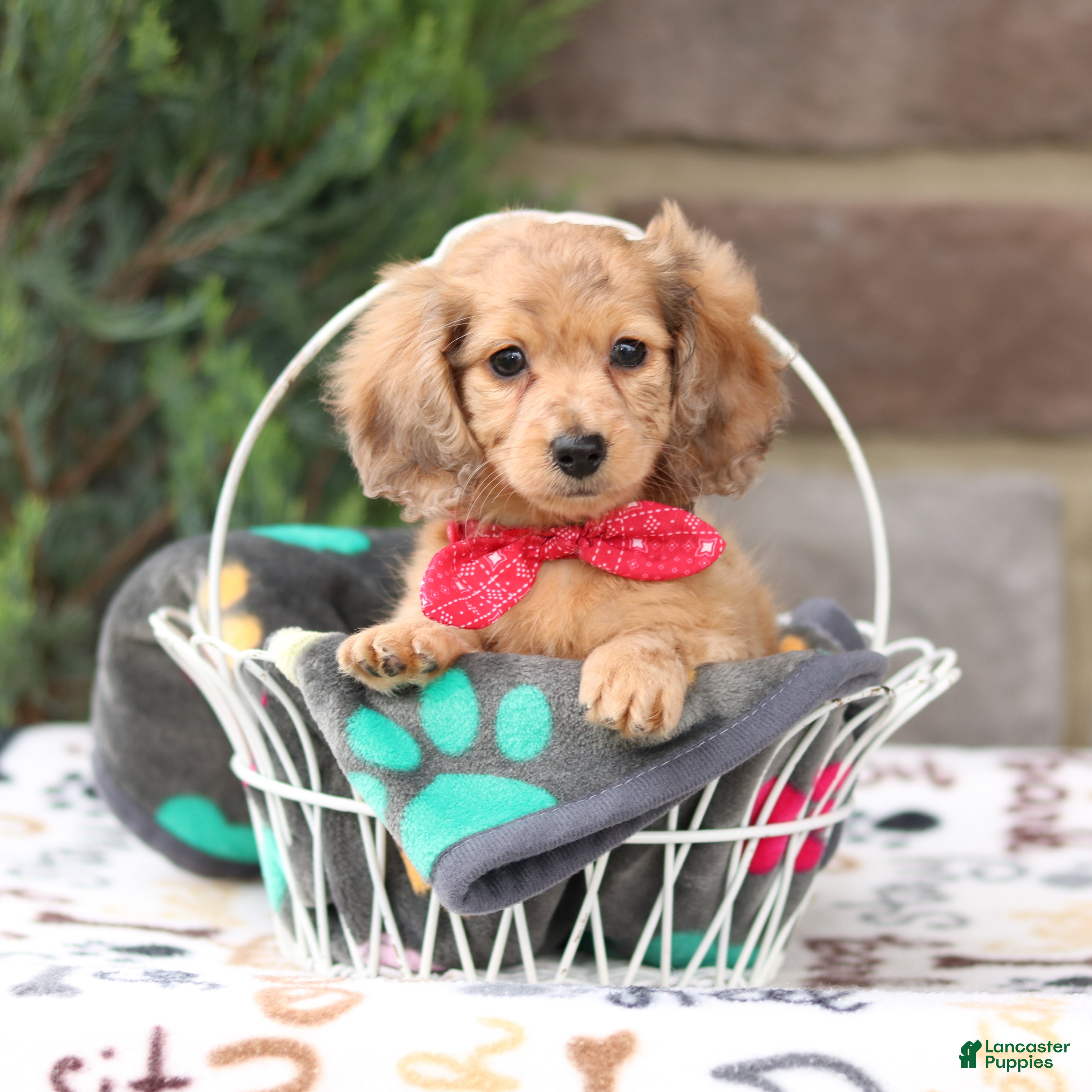 Miniature Dachshund dogs Goldie - Ad 1