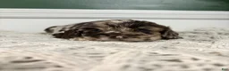 Cocker Spaniel dogs for sale: Hank Williams - Ad 8