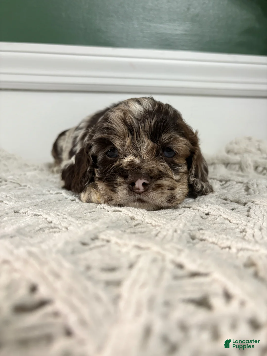 Cocker Spaniel dogs for sale: Hank Williams - Ad 8