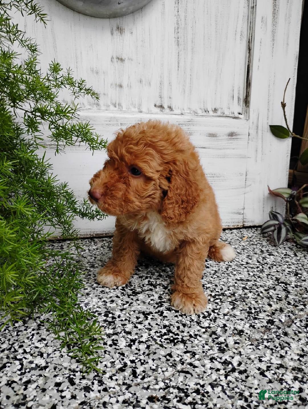 Mini Goldendoodle dogs Mini Goldendoodle 9 Marcy - Ad 41