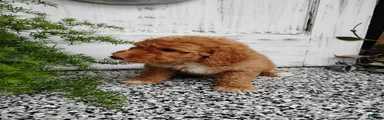 Mini Goldendoodle 9 Marcy