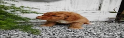 Mini Goldendoodle dogs for sale: Mini Goldendoodle 9 Marcy - Ad 1