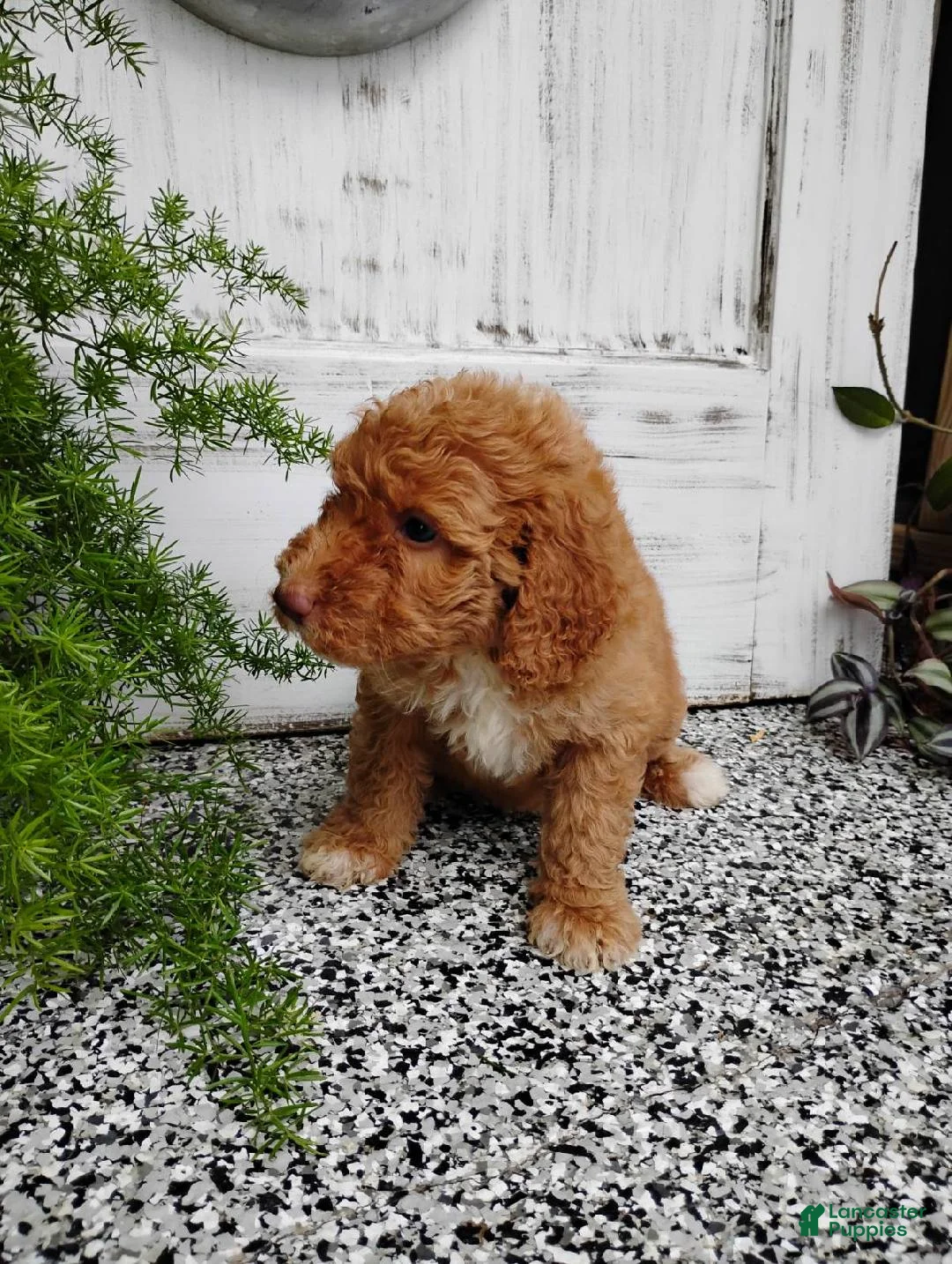 Mini Goldendoodle dogs for sale: Mini Goldendoodle 9 Marcy - Ad 1