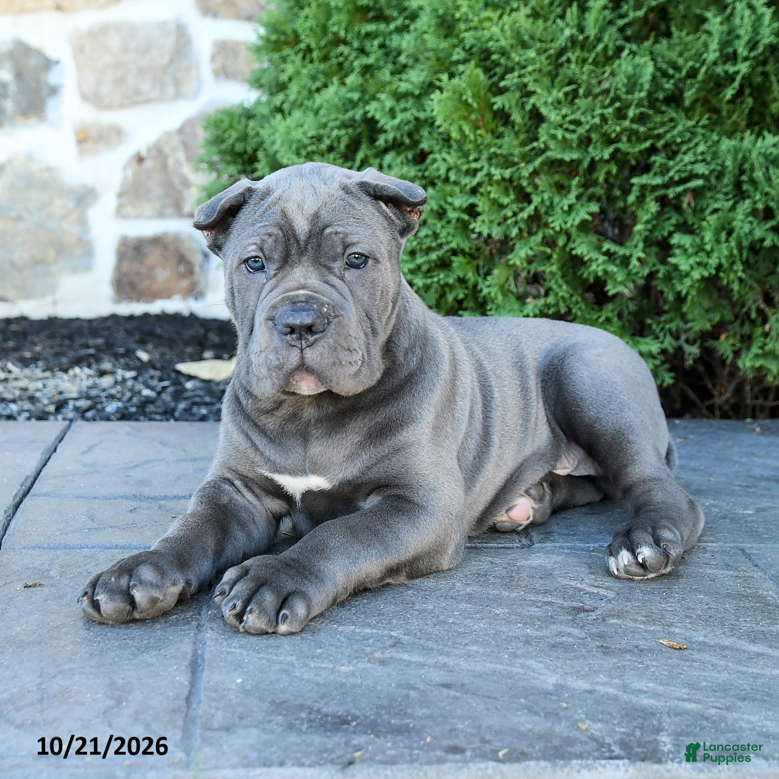 Cane Corso dogs Leopold - Ad 2