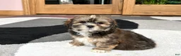 Lhasa Apso dogs for sale: Ken - Ad 8