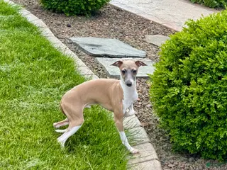 Italian Greyhound dogs Gerald - Ad 7