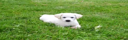 Labrador Retriever dogs for sale: Wanda  - Ad 2