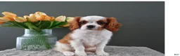Cavalier King Charles Spaniel dogs for sale: Carly - Ad 8