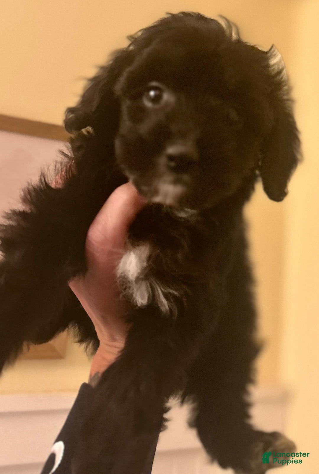 Mixed Breed dogs for sale: Puppy 2  toy aussiedoddle - Ad 18