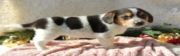 Mixed Breed dogs for sale: Lilly - Ad 4