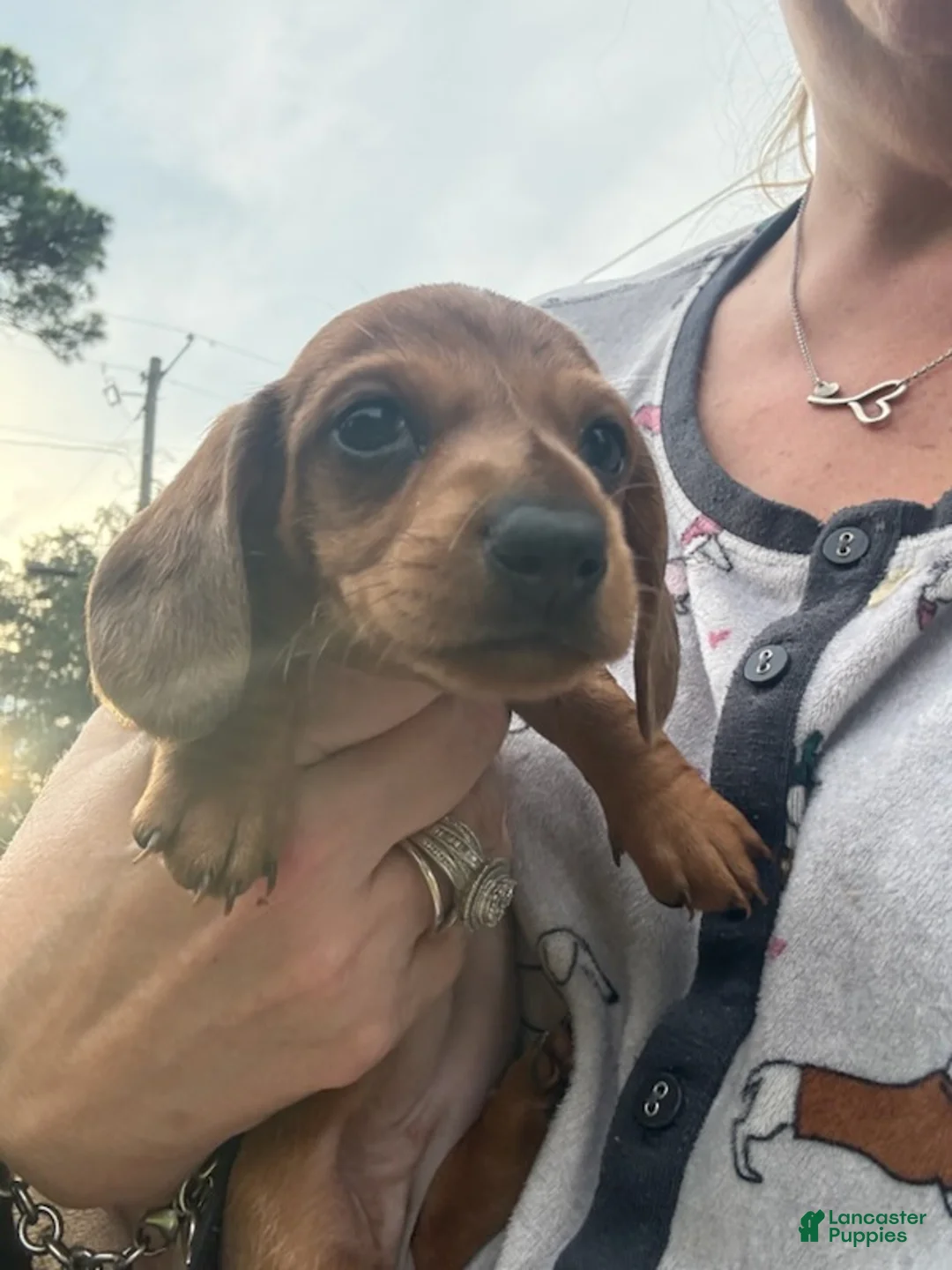 Miniature Dachshund dogs for sale: Sugarpie - Ad 3