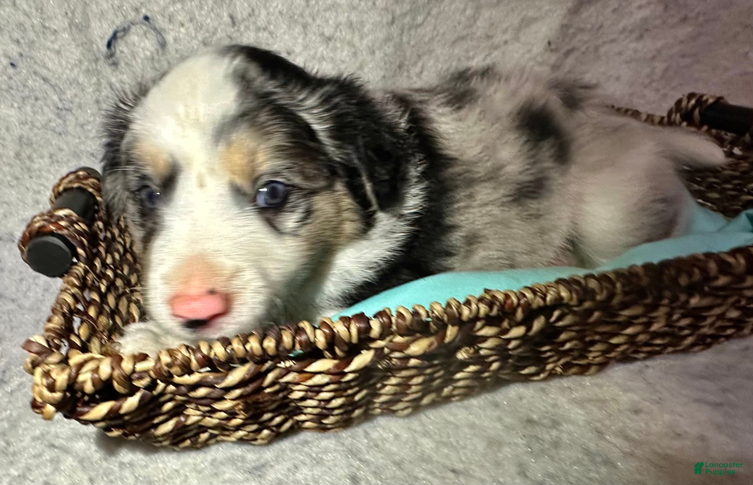 Border Collie dogs for sale: Rocky  - Ad 12