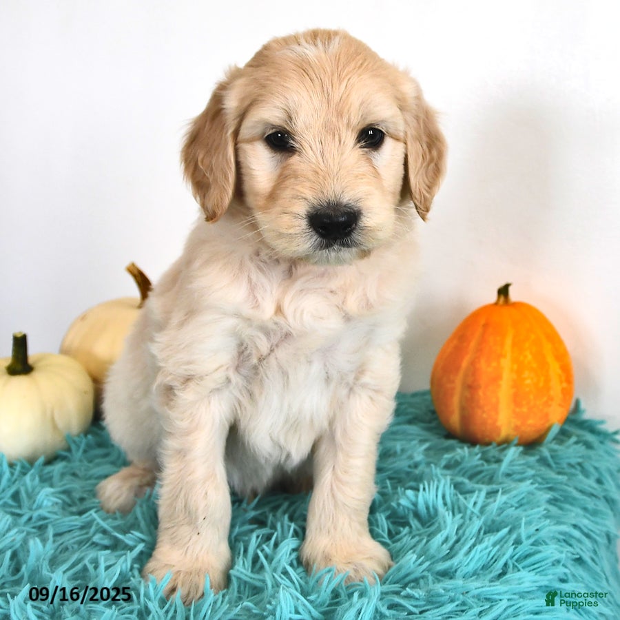 Goldendoodle Puppies for sale in New York Lancaster Puppies